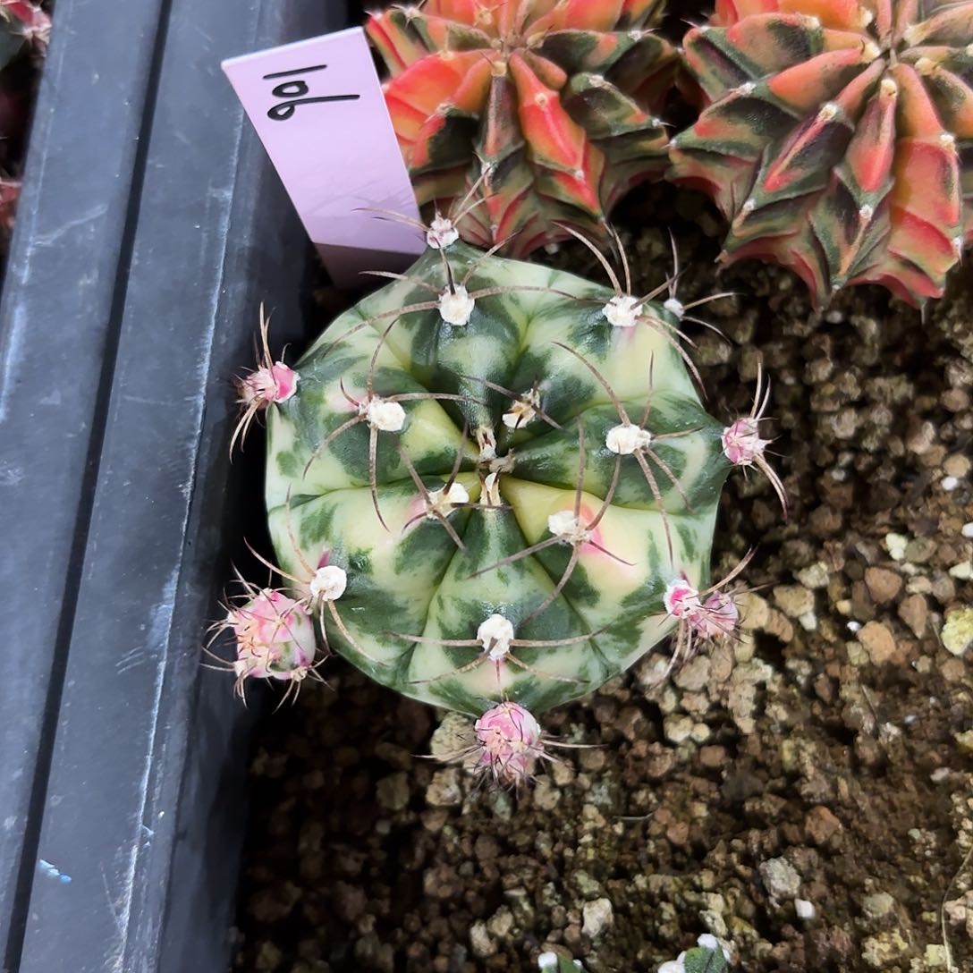 泰国米哈106-0202