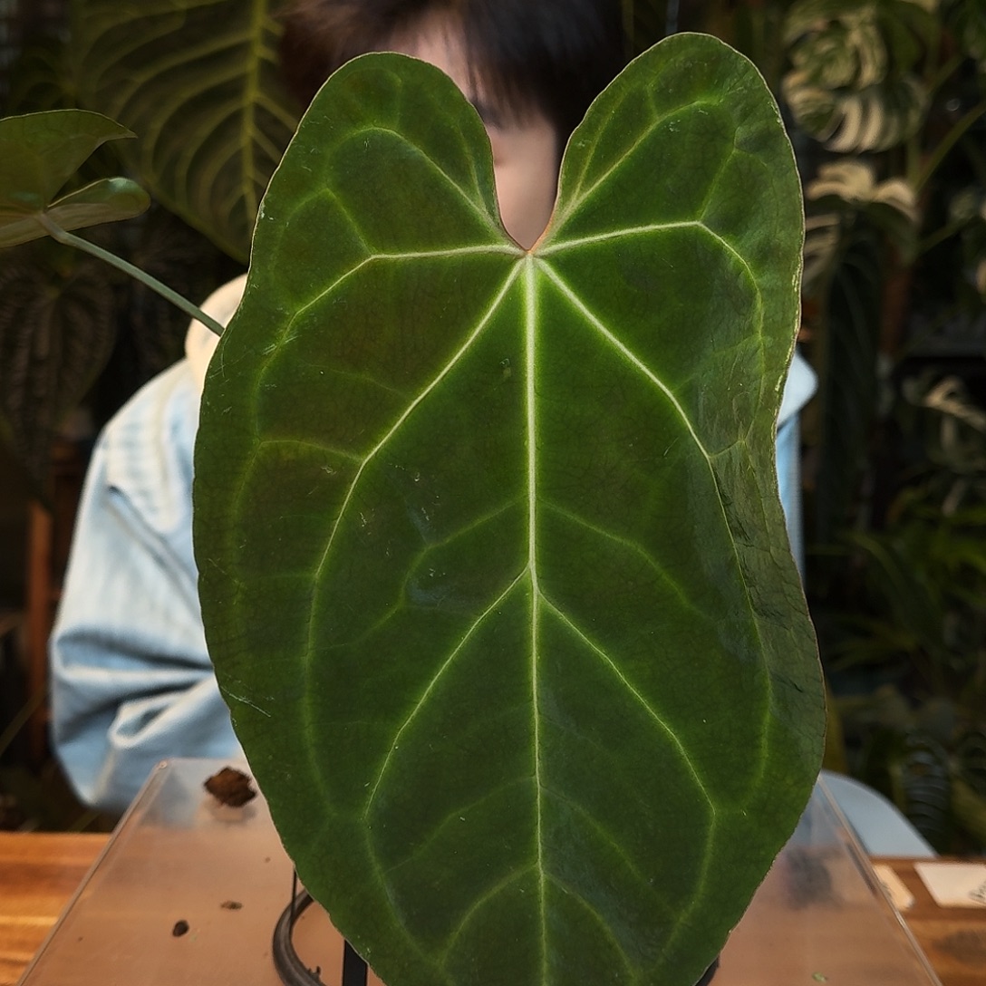 完全开放N91贝斯杂蝴蝶