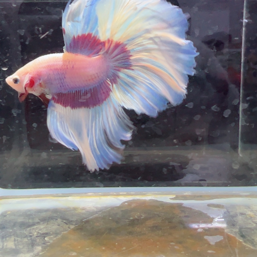 斗鱼浅色特殊尾hhhhh