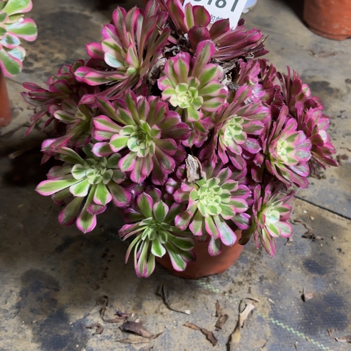 瑞妈。。。。。。。181红铜壶超白，