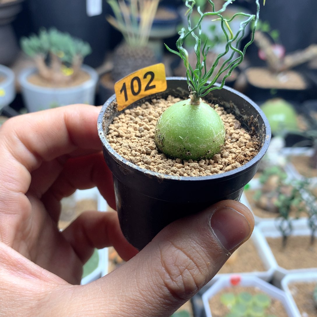 泰迪海葱多肉带盆