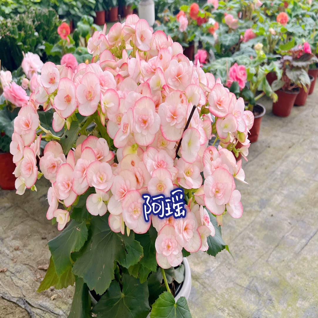 【蜜桃泡泡】重瓣海棠多年生室内花卉 只包到手不包养护