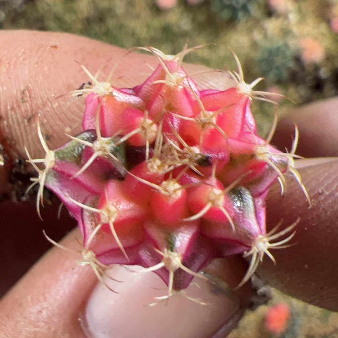 当前无花栽培后可以开花866
