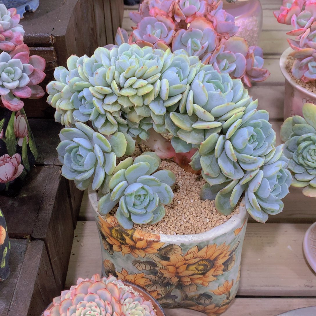 精品多肉植物花卉盆栽花卉盆栽花卉