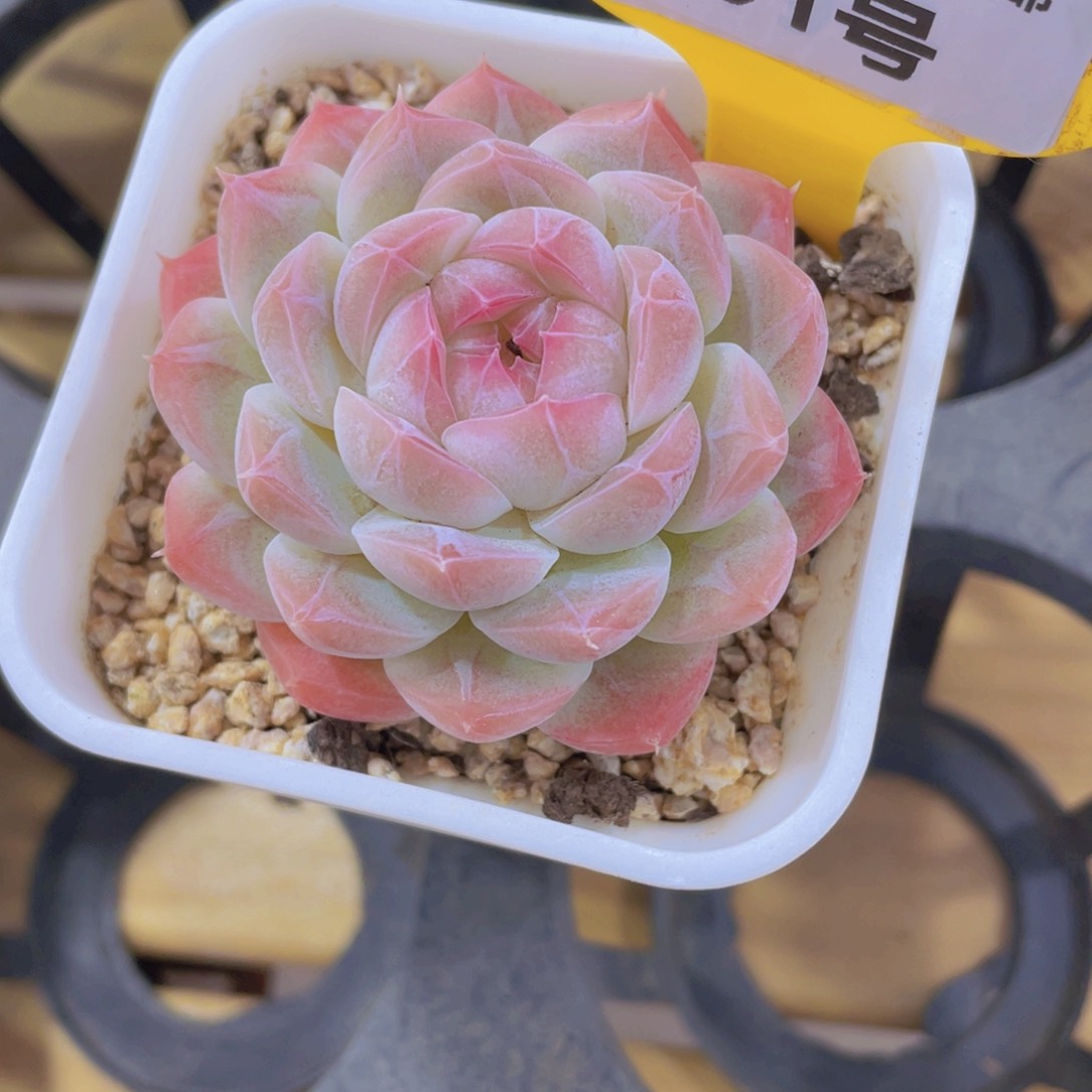 191号 开播福利天花白桃汽水带盆