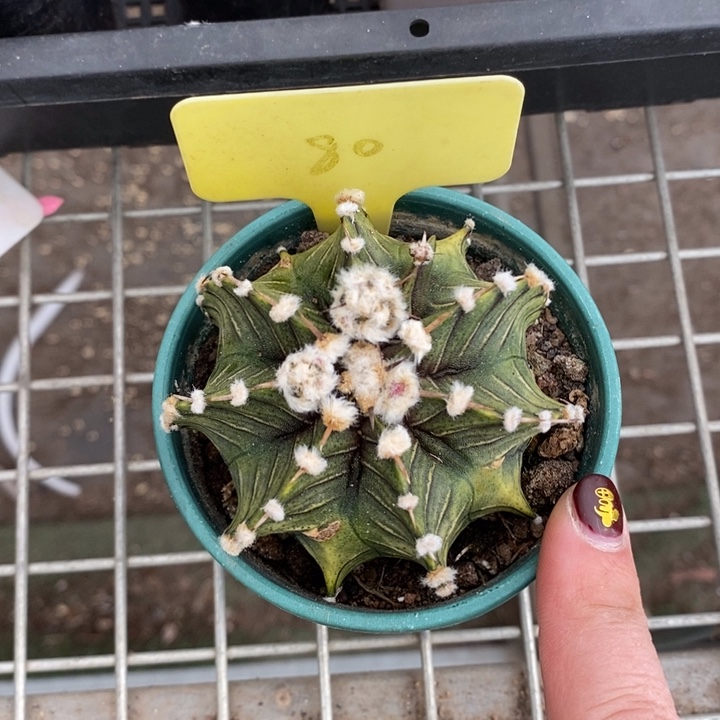 伯克利和格蕾纳等著名音乐