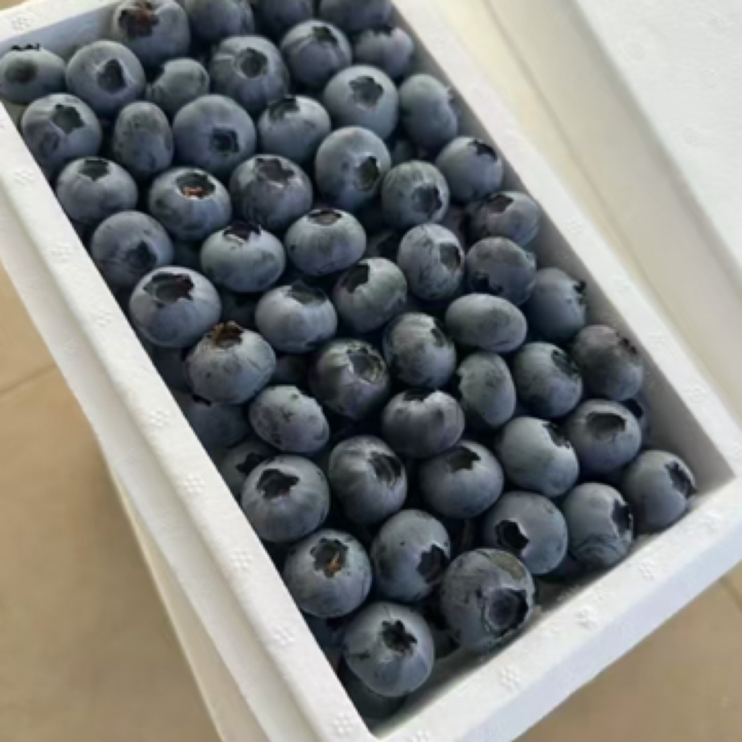 丹东鲜采蓝莓15-18mm一盒净重500g丹东直采辽宁省丹东市