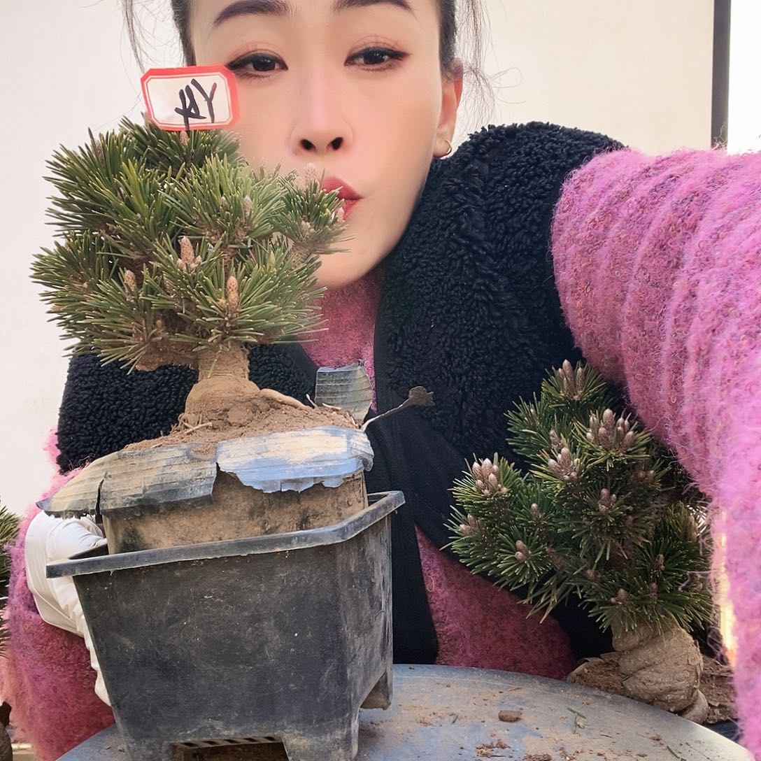 无花朵植物形态多年生草本