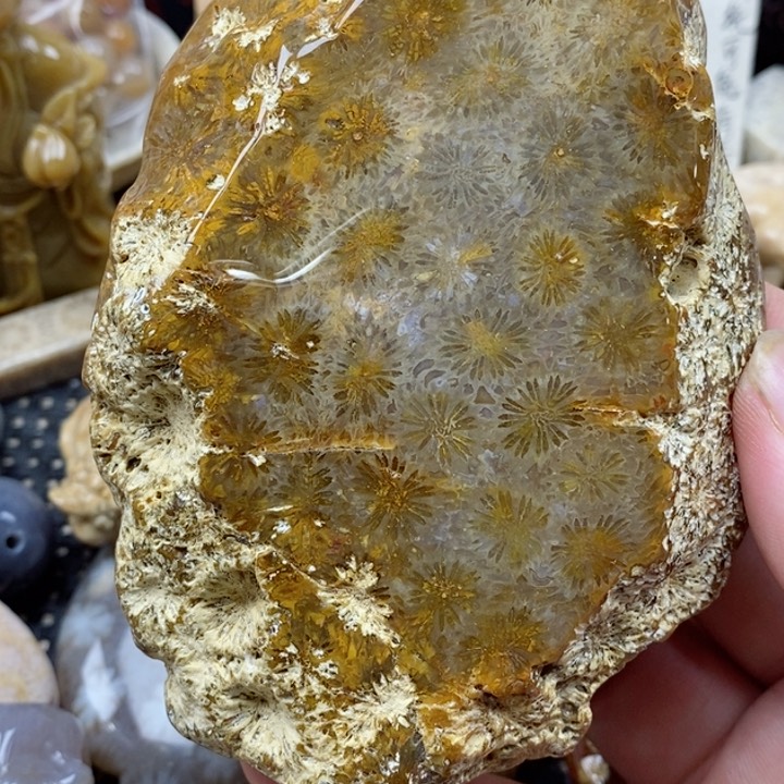 颈饰未镶嵌硅化珊瑚（珊瑚玉）