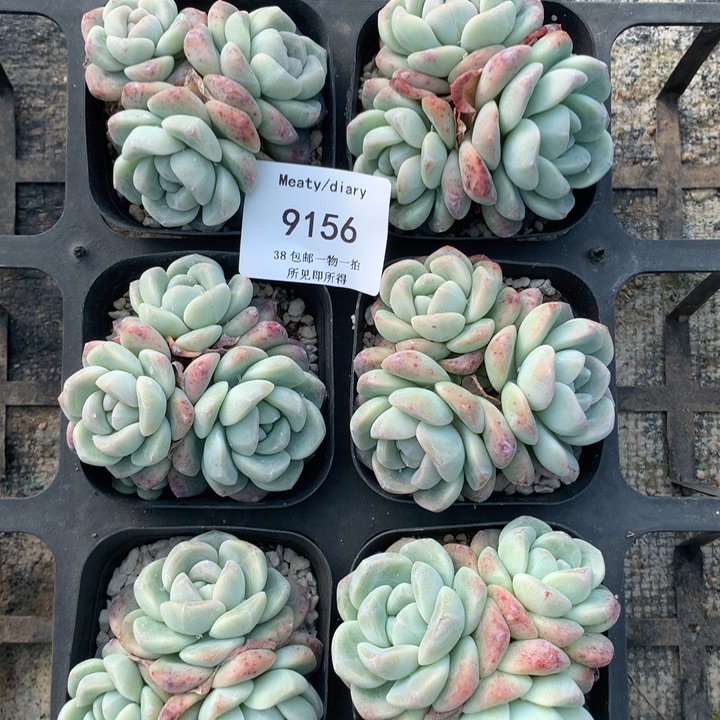 9156六颗冰玉脱土包邮