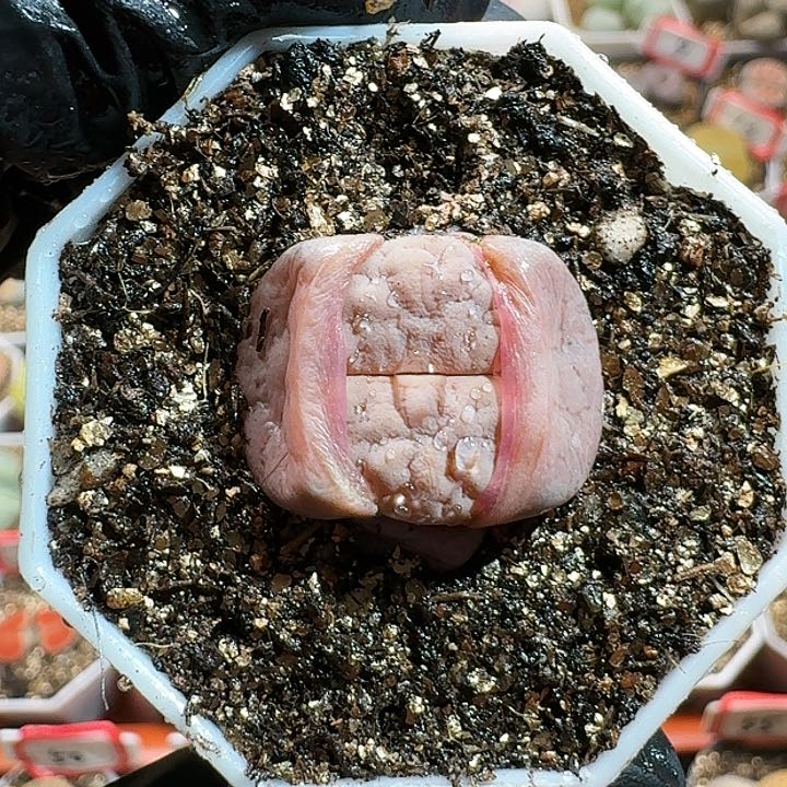 生石花12554。 233