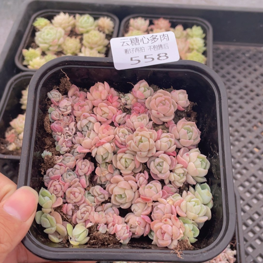 云糖心多肉植物558