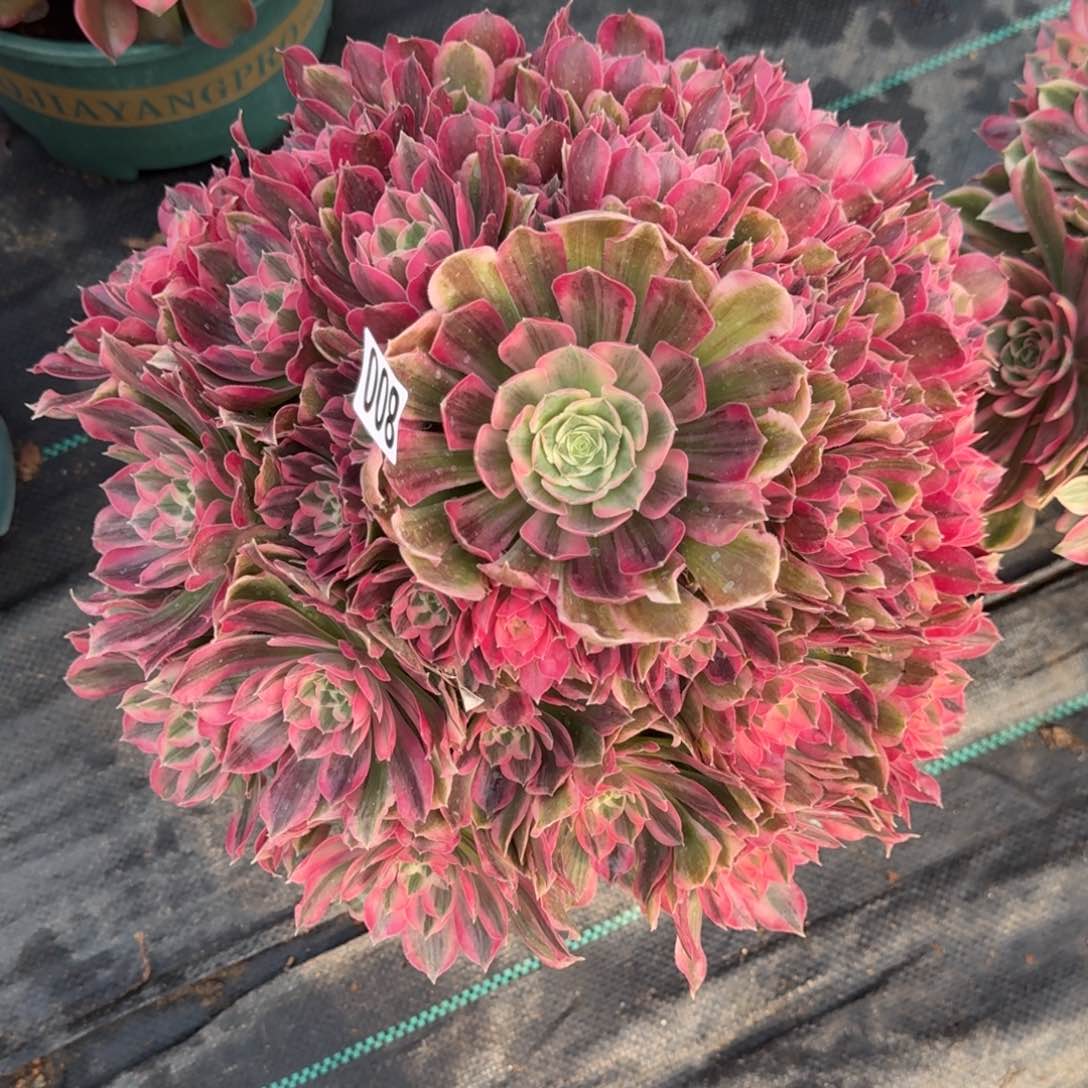 『****～800男神多肉植物