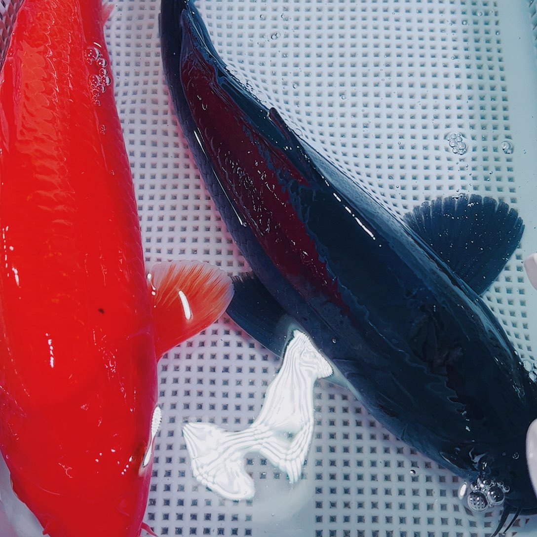 锦鲤锦鲤冷水观赏鱼