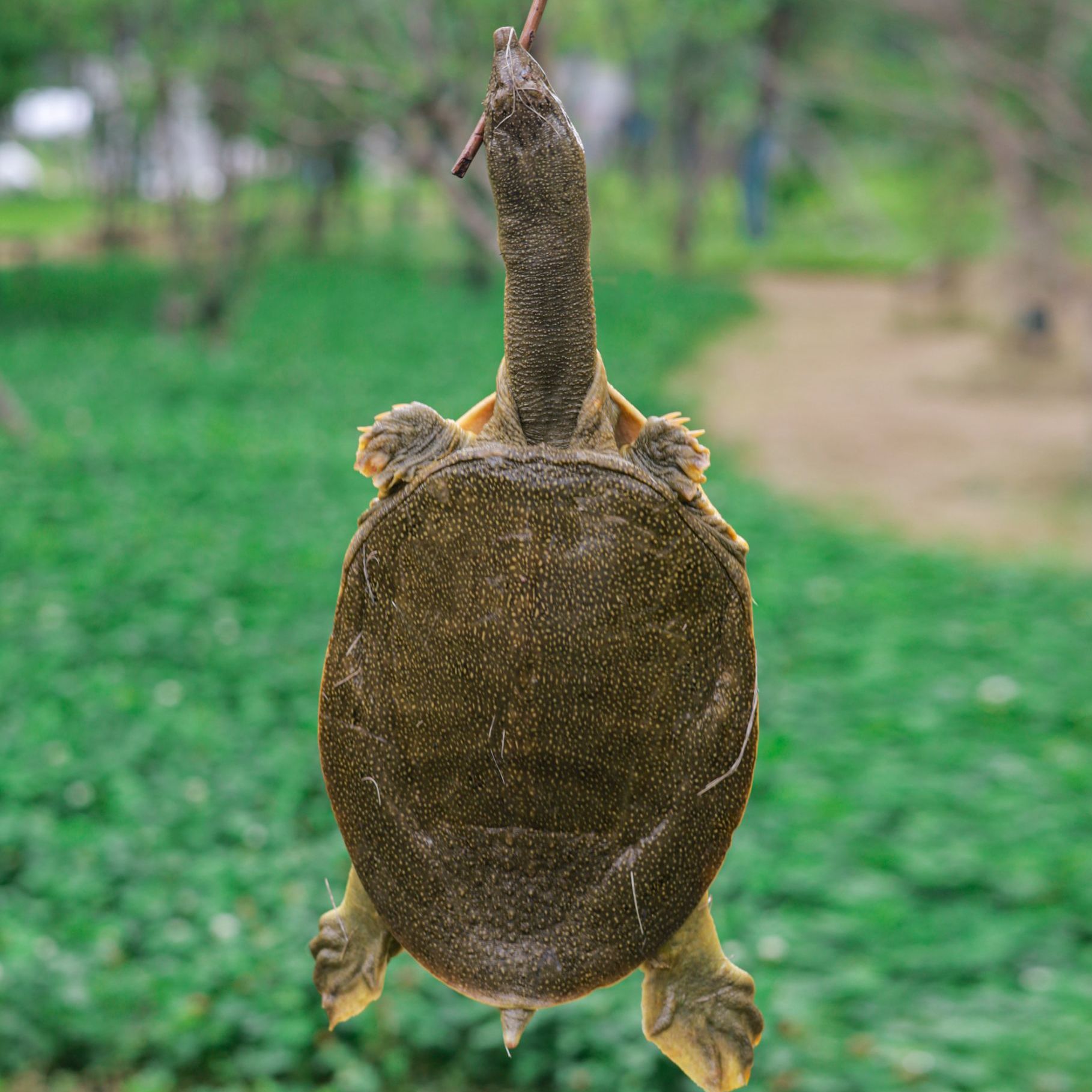 直播改价-外塘甲鱼青黄色现场挑选食用红烧甲鱼新鲜