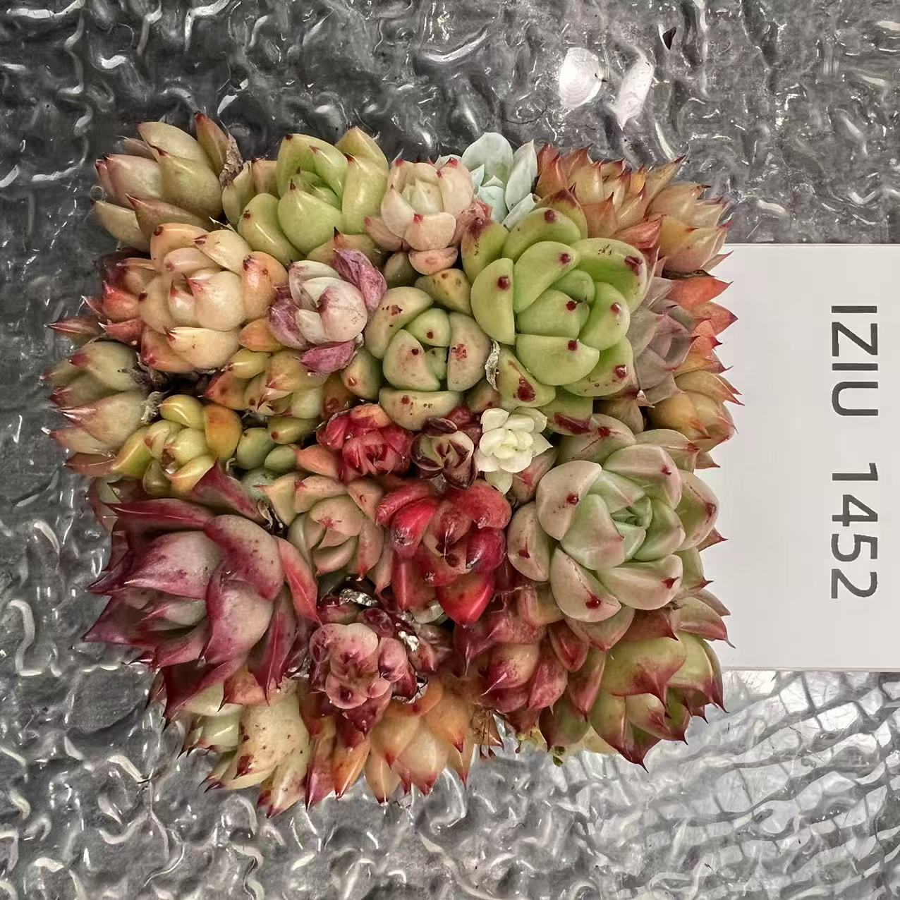 【直播专享】无土多肉--蛋糕55（不含盆）