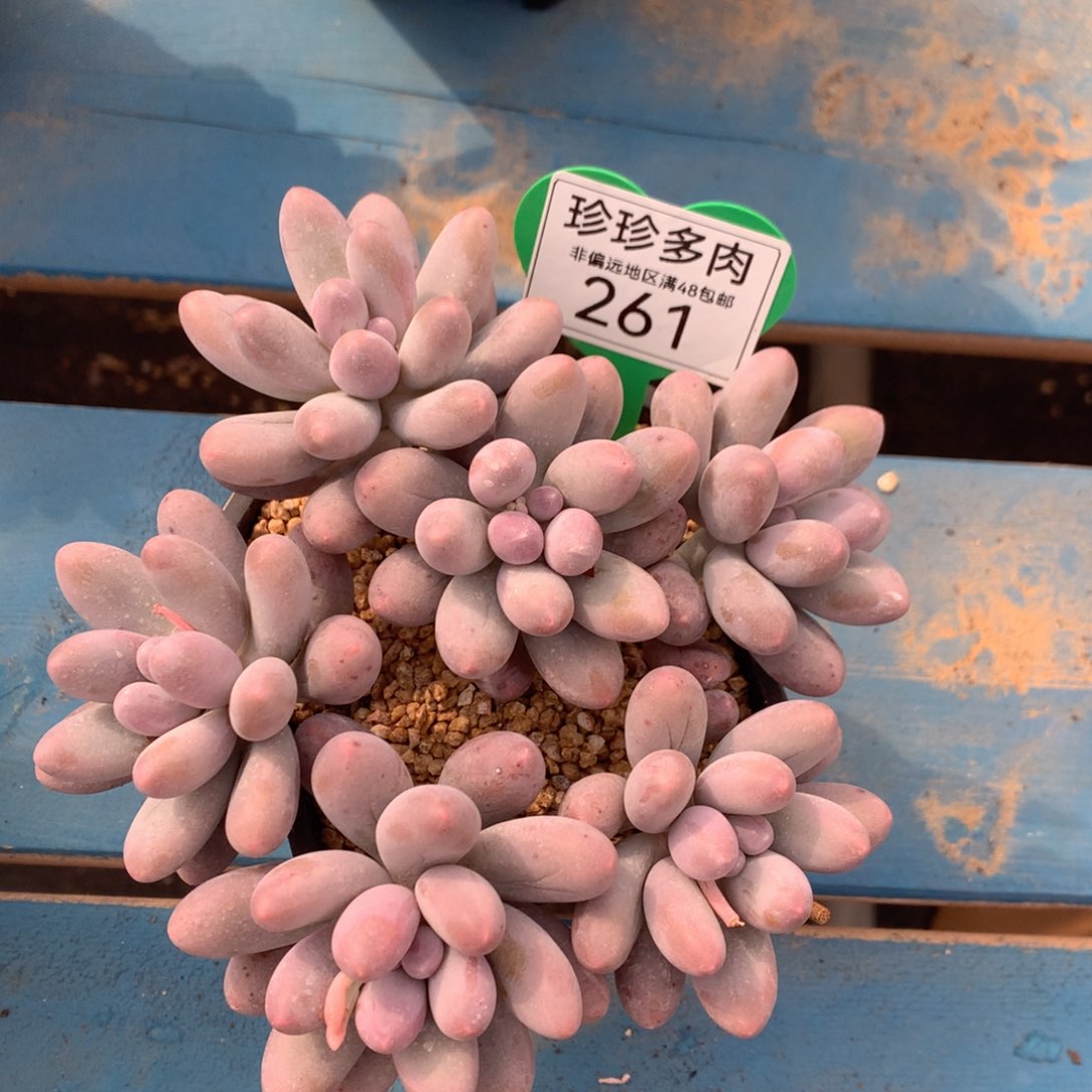 笑***❤汤圆无砍老桩261