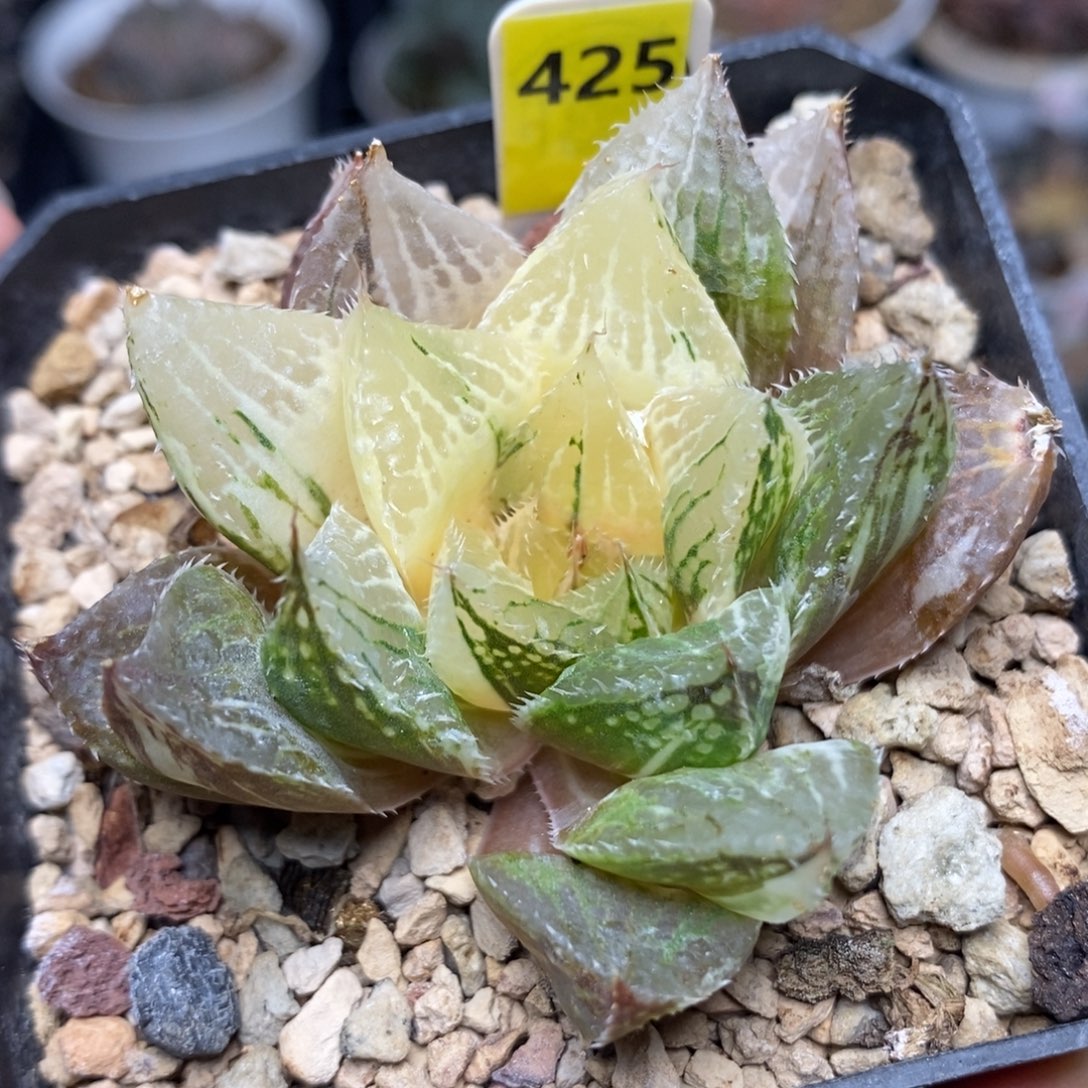 425宝莲灯锦一物一拍