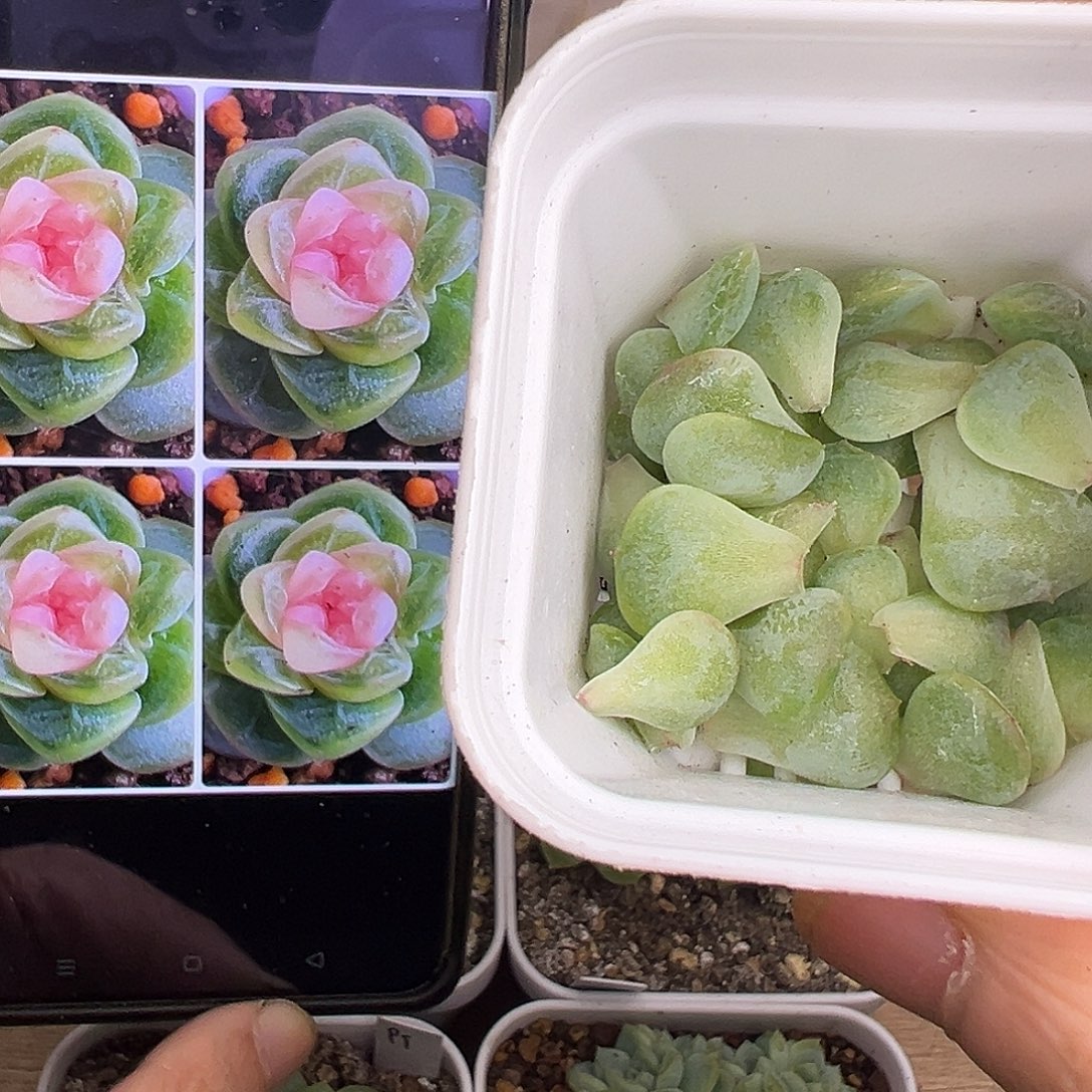 4个火烈鸟甜心叶子