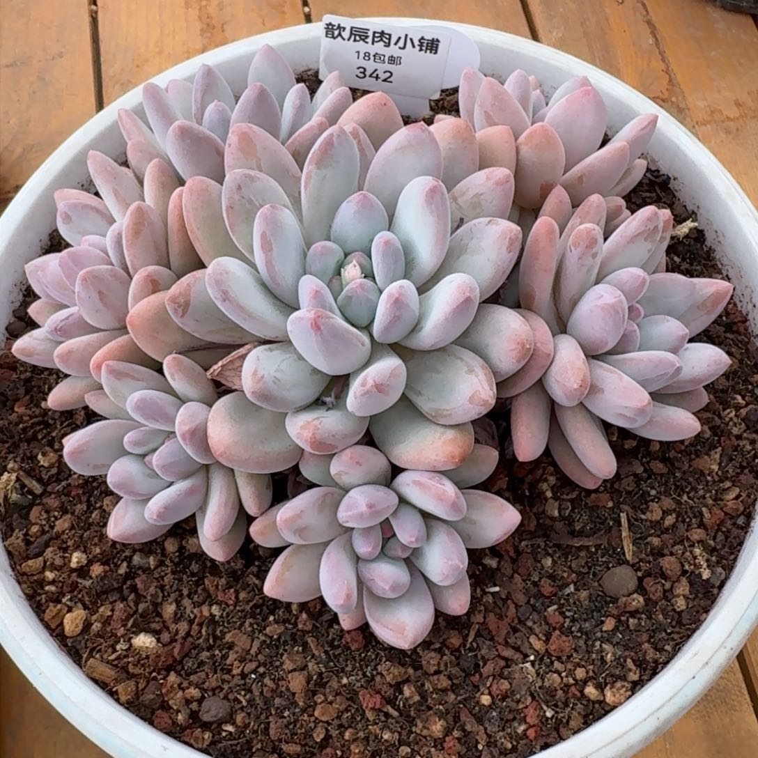 美*多肉植物香水群342