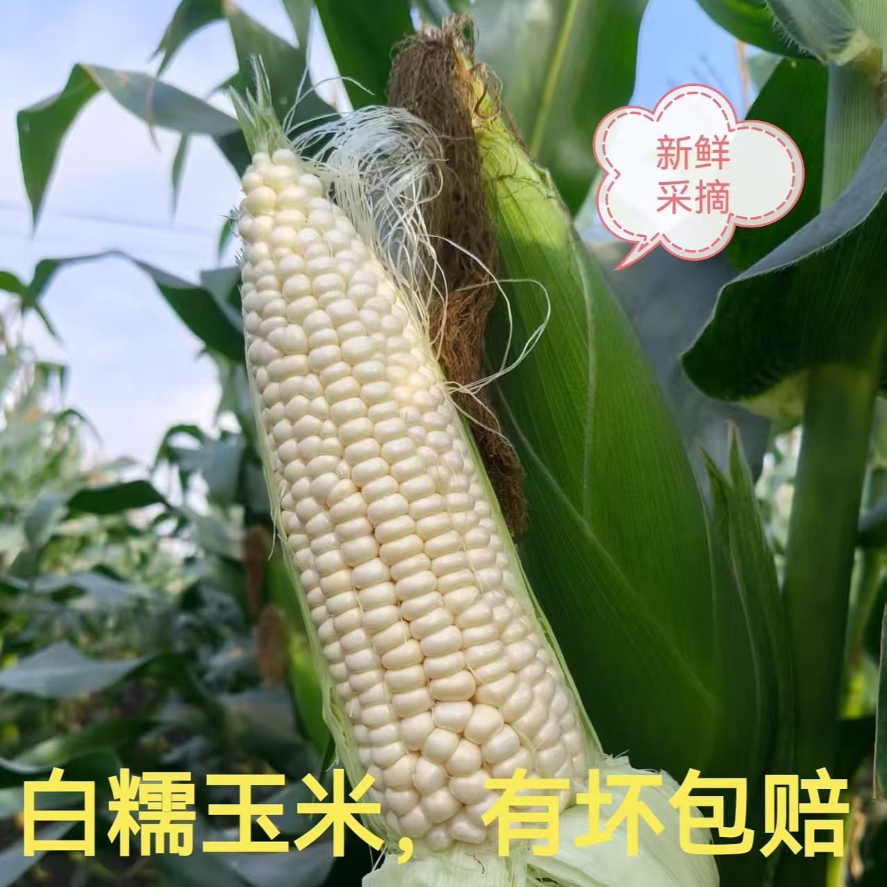 2025现摘现发带皮超甜香糯低脂玉米美味可口新鲜甜玉米整箱第一名