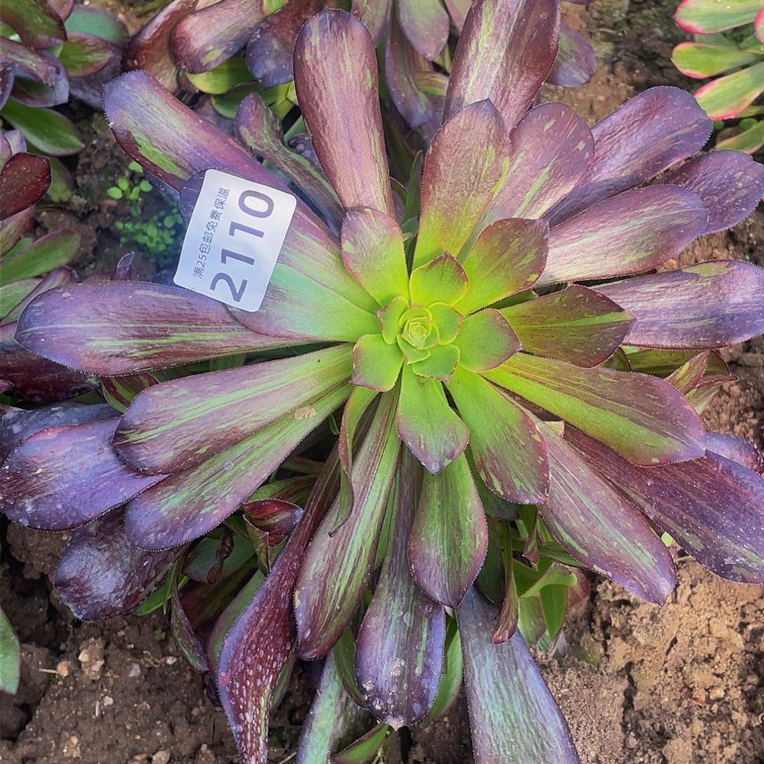 2110欧若拉多肉植物