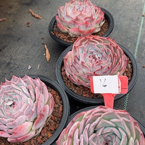 16皮卡丘一个脱土