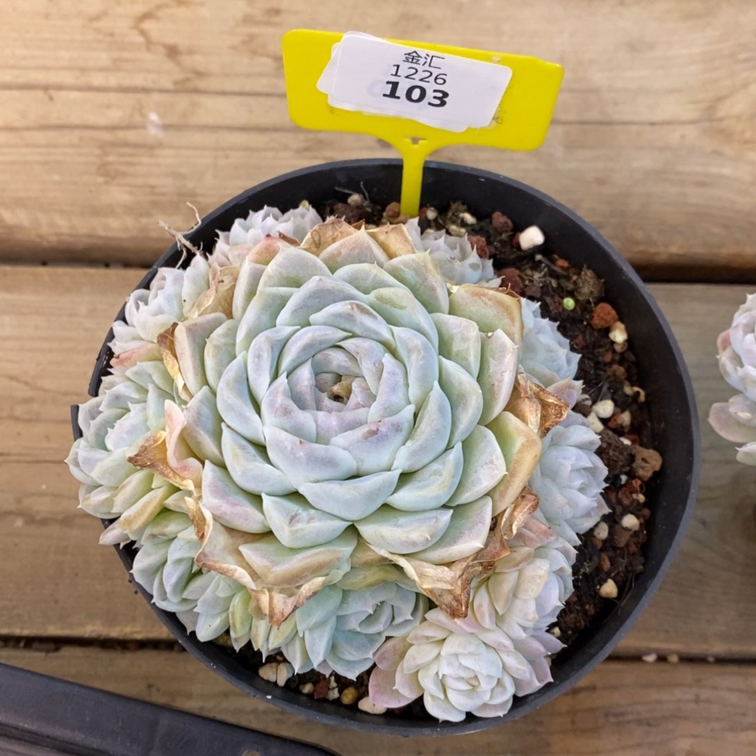 白月影手捧1226103