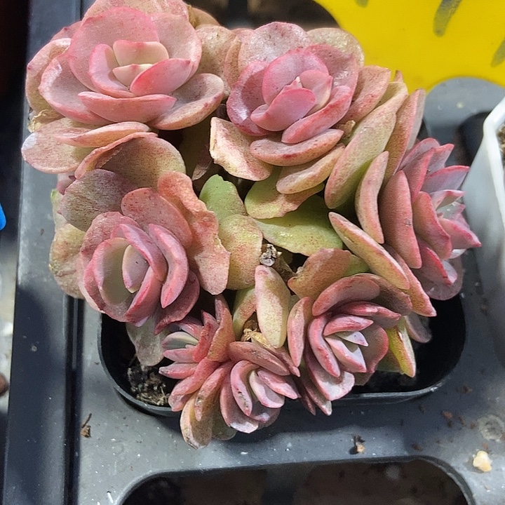 多肉植物秀妍941多肉