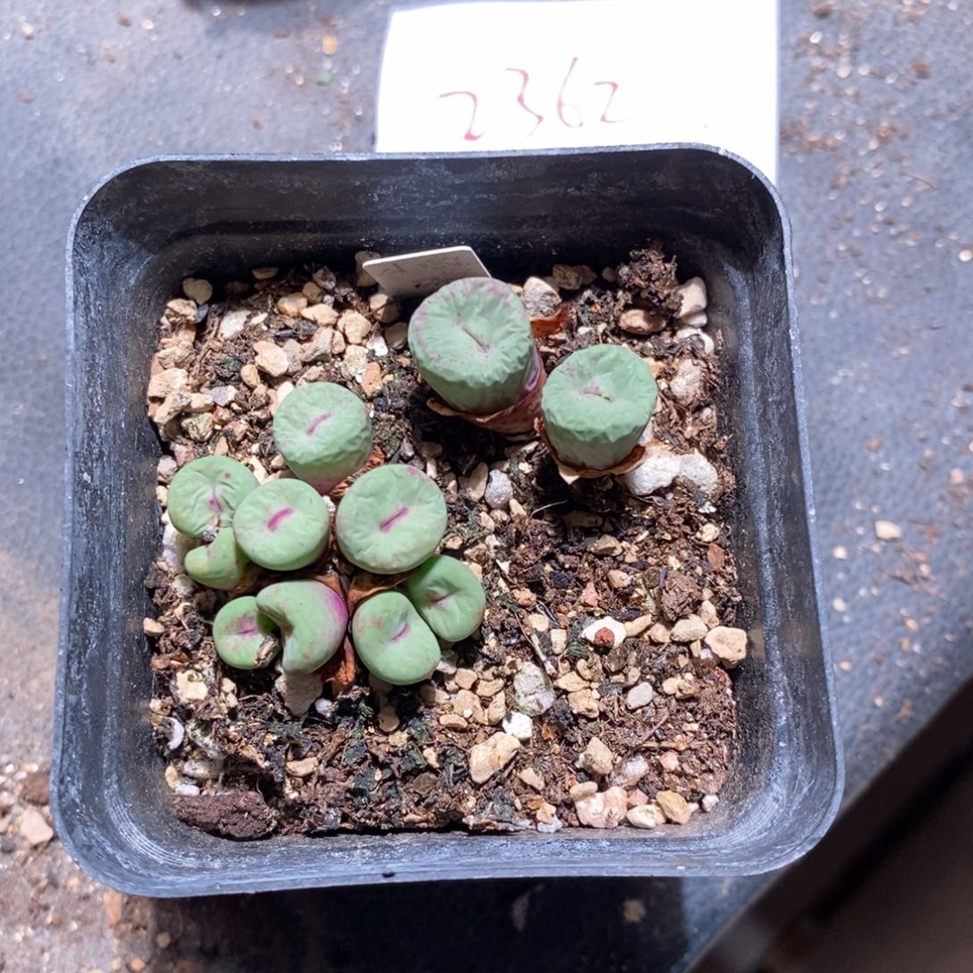 遛***ɞ2362。   红嘴。      