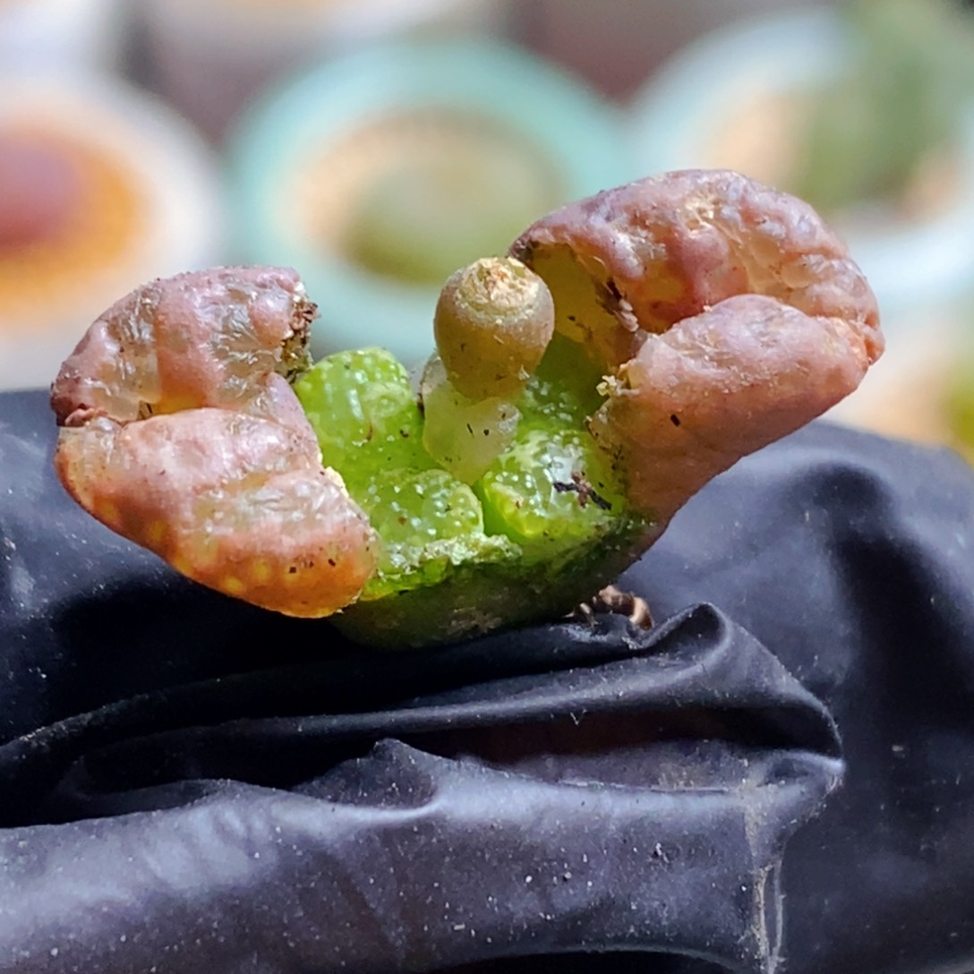 1938-一物一拍 1443.25 泡泡