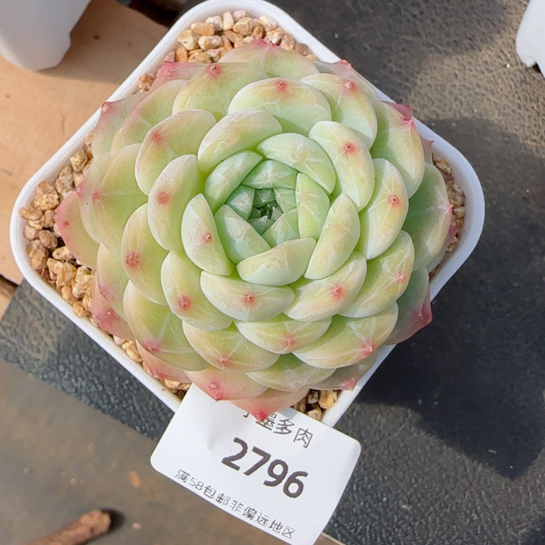 冰魄，2796多肉植物