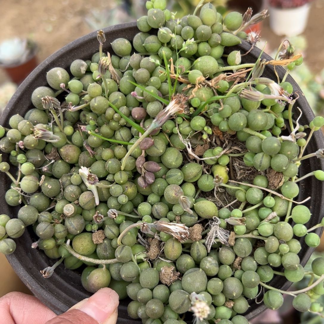 多肉植物多肉植物