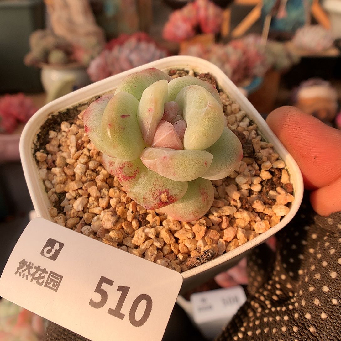 510冰玉石化多肉植物