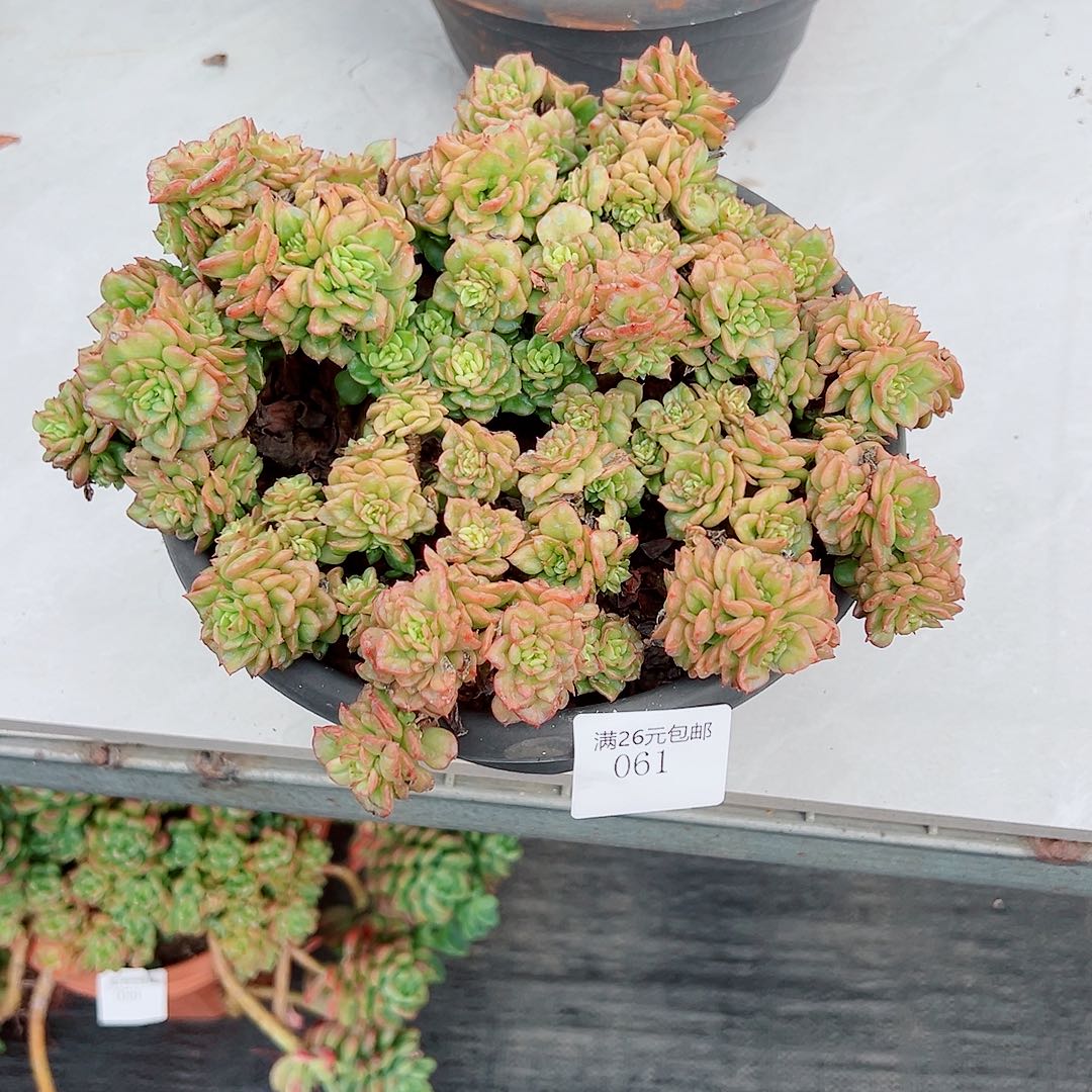 小***花061腊牡丹多肉植物多肉