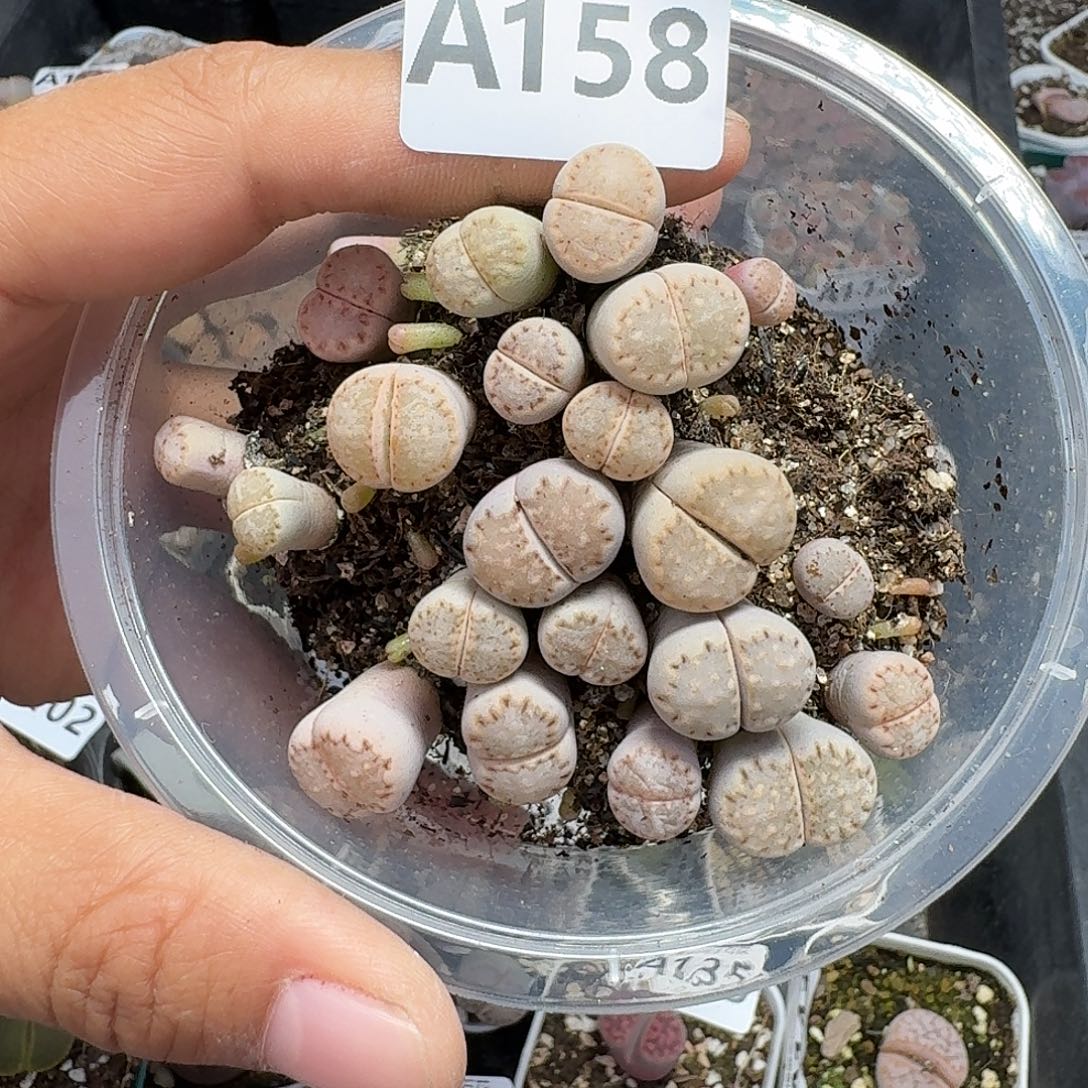 158多肉植物多肉植物