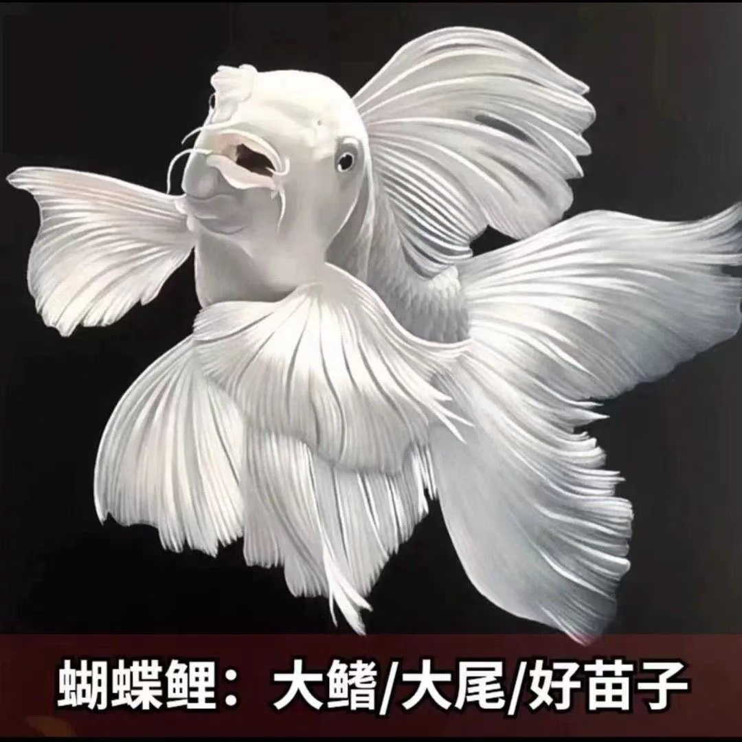 短身18-20石膏白饲养混养纯种蝴蝶鲤观赏鱼长尾适合混养