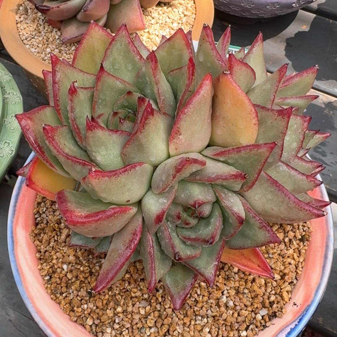 从前慢多肉精选编号0313.314