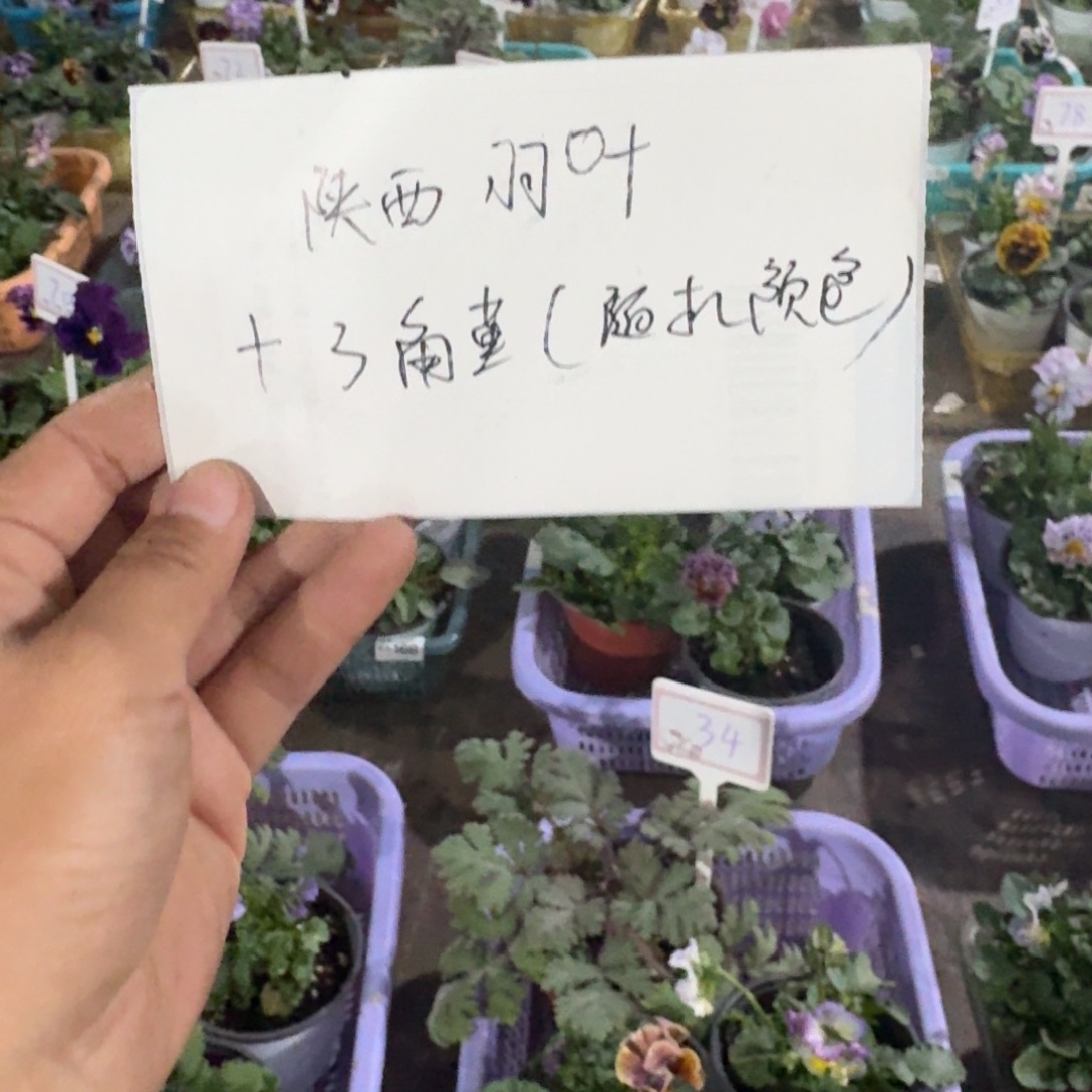 无花朵陕西羽叶➕三棵随机角堇