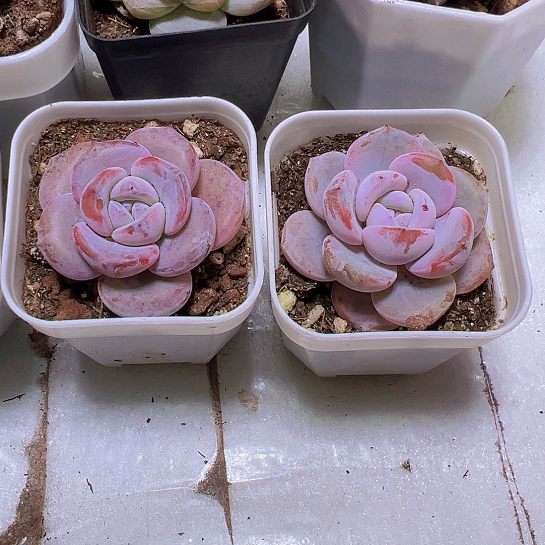 韩版正版奶茶2盆19包邮