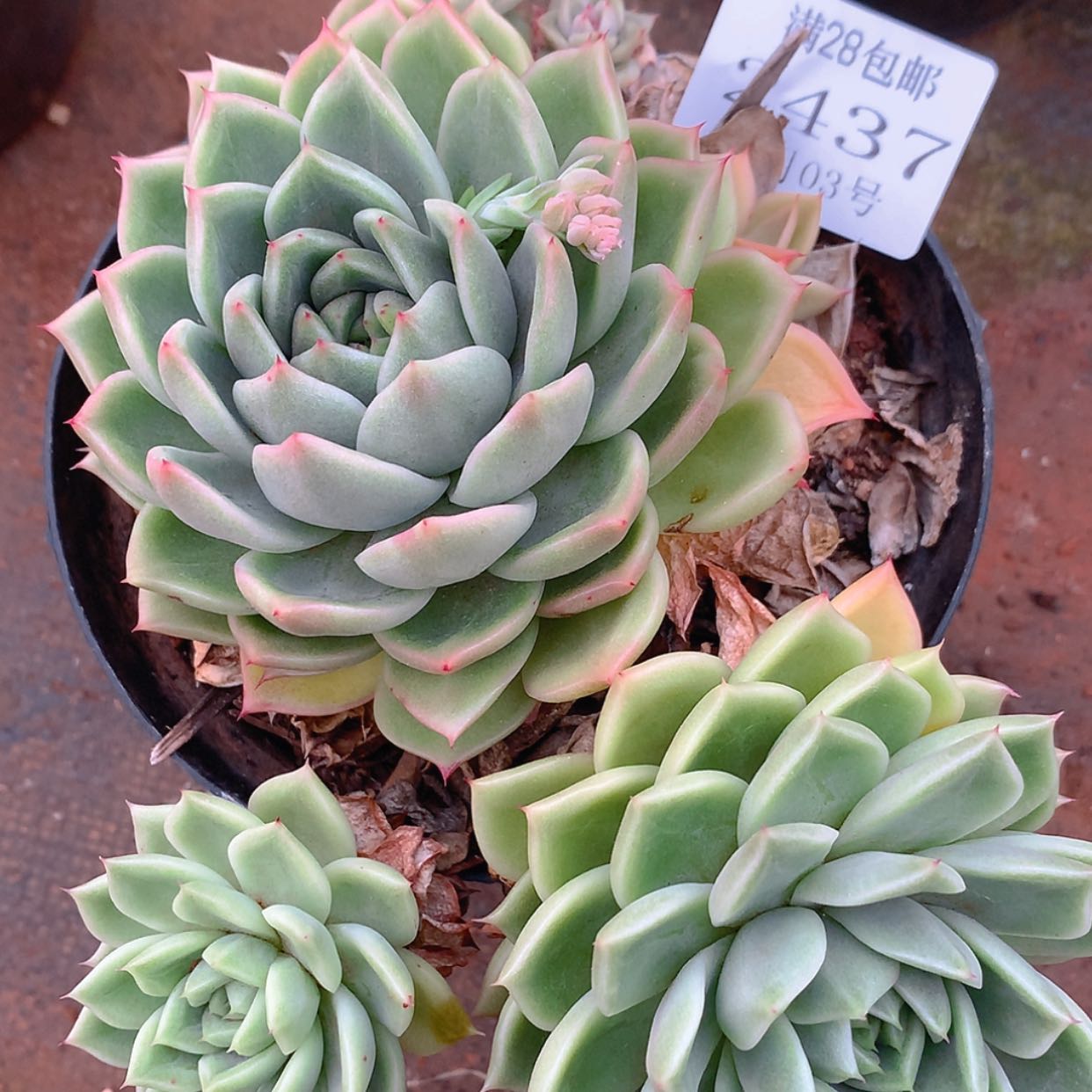 【闪购商品】云2437