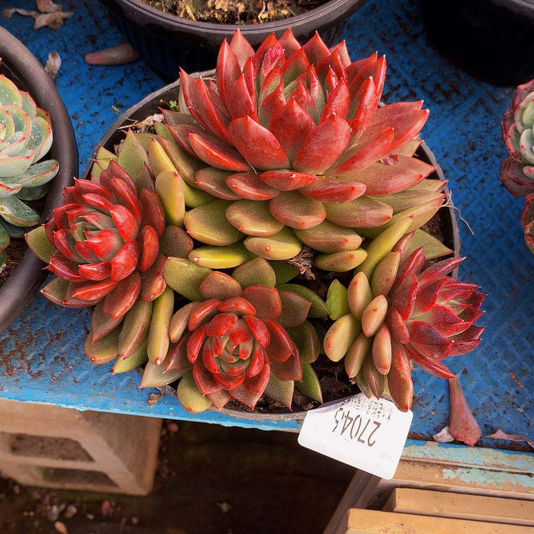 彩***天     紫水晶玫瑰多肉27046