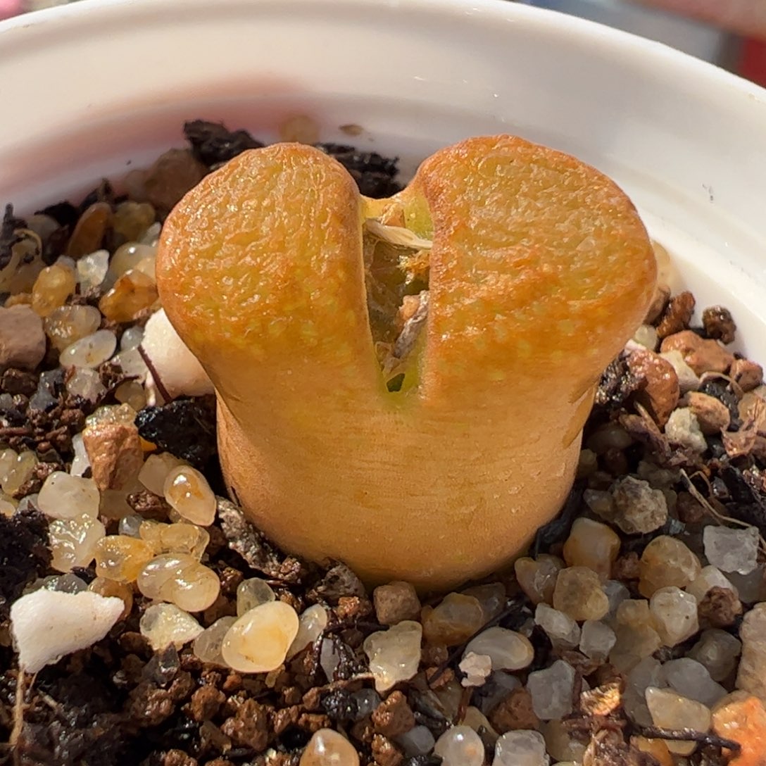 452多肉植物百科