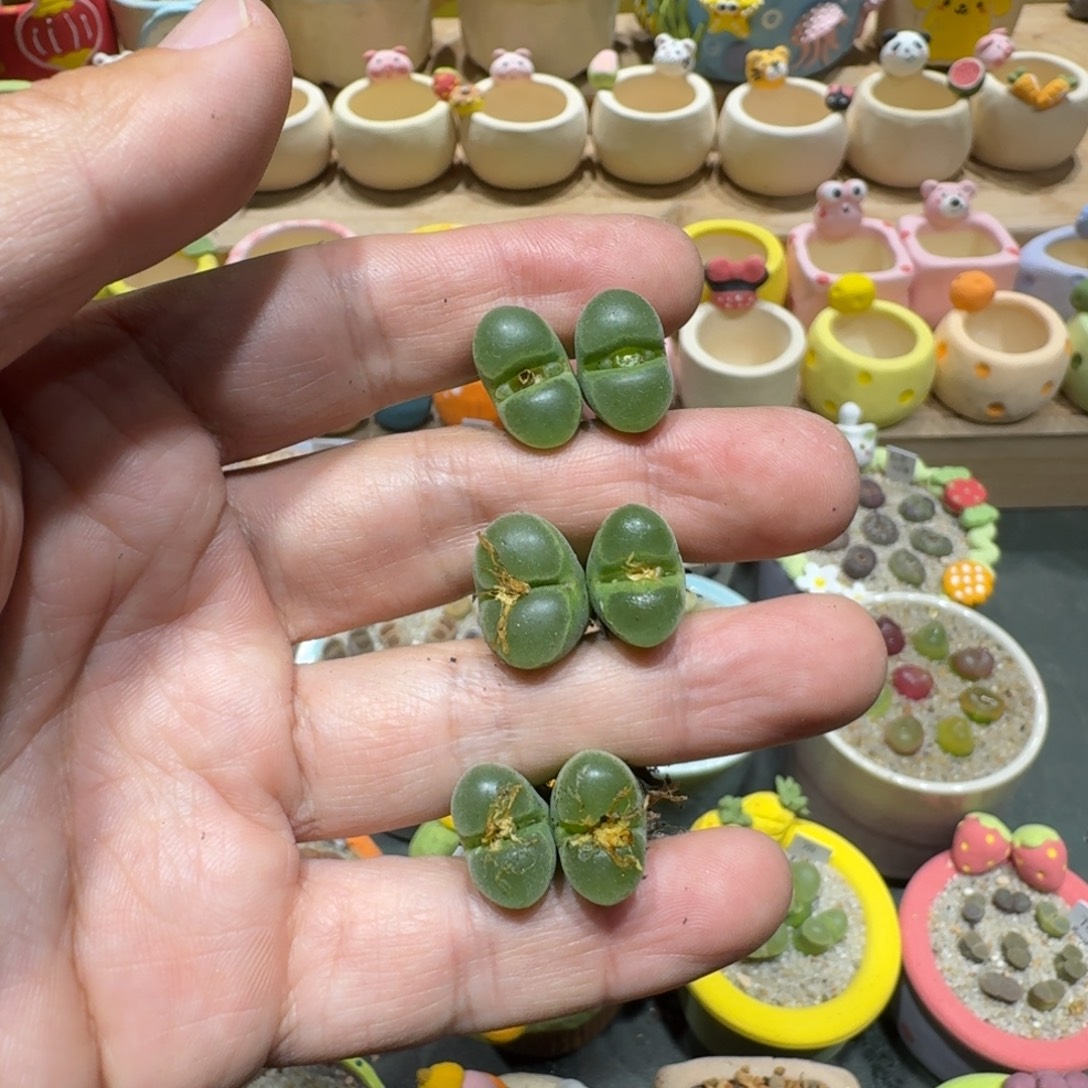 彤****蘑菇1195pub风铃多肉植物