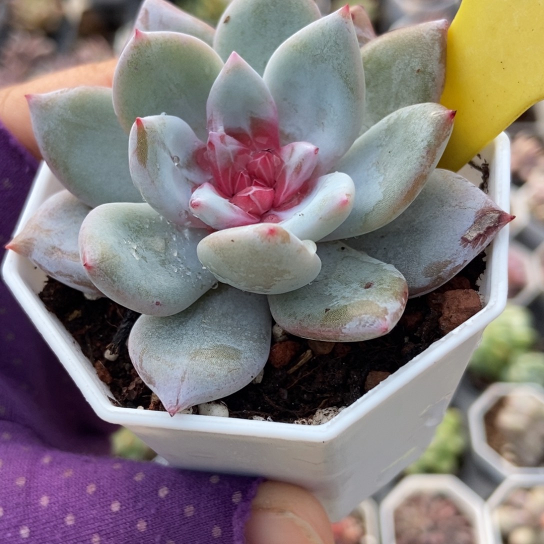 6116雪天使多肉植物多肉