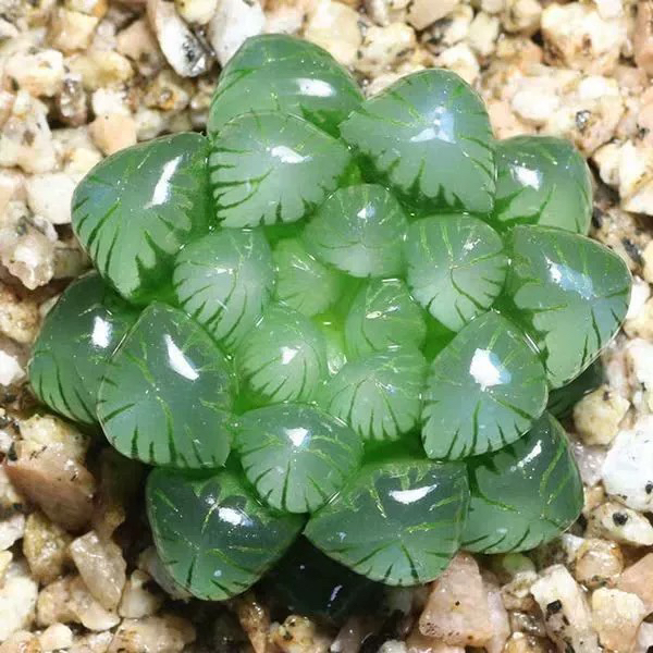 【满9.9包邮】姬玉露5cm盆多肉植物以直播间展示为主