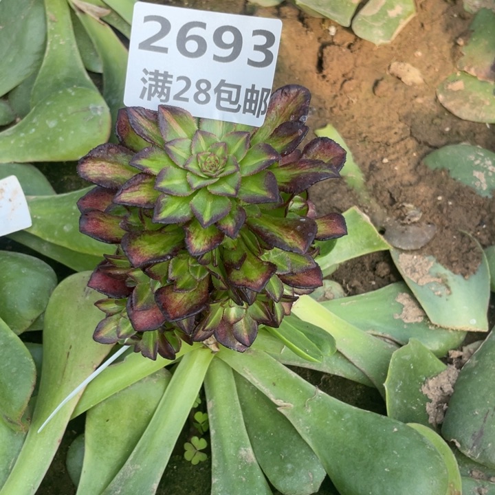 守**福2693三号棚嫁接七彩F