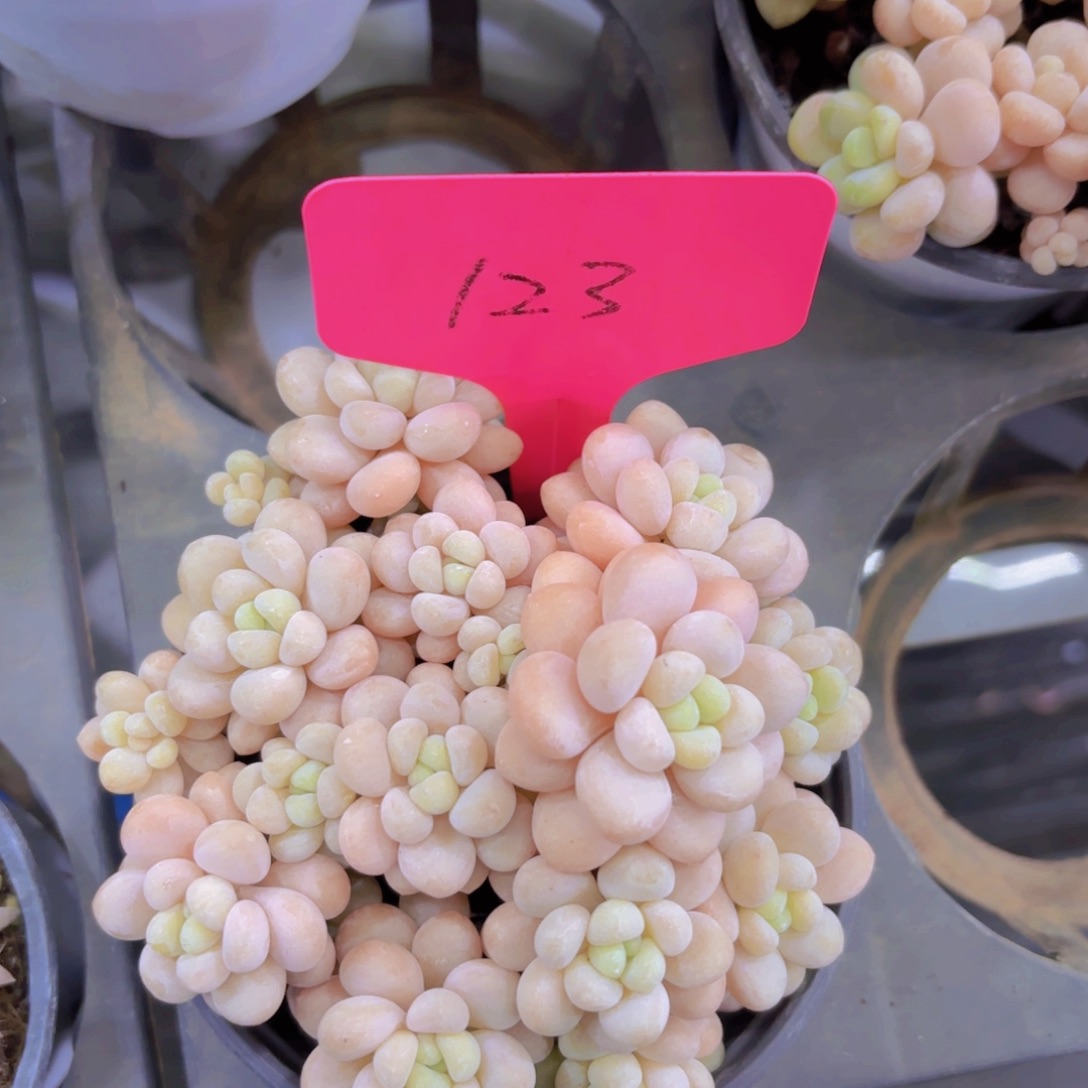 我的小可爱们都好可爱