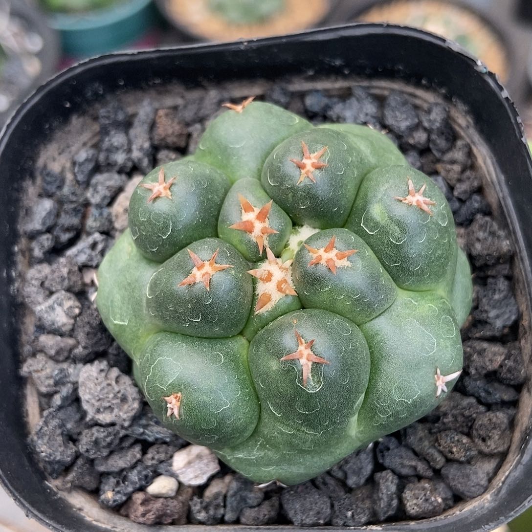 实生短豪刺獠牙仙人球