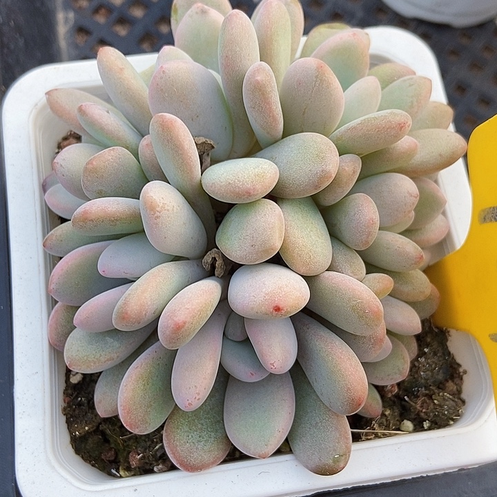 多肉植物粉兔七头921